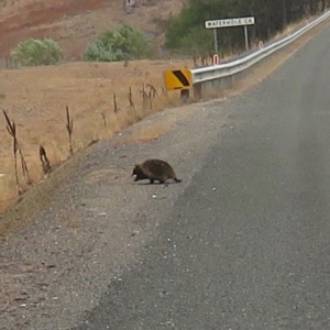 Tachyglossus aculeatus at Williamsdale, NSW - 9 Jan 2020