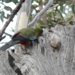 Platycercus elegans (Crimson Rosella) at Deakin, ACT - 9 Jan 2020 by Ct1000