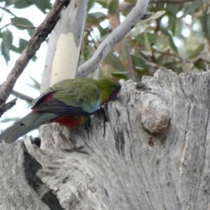 Platycercus elegans at Deakin, ACT - 9 Jan 2020 07:07 PM