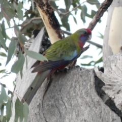 Platycercus elegans at Deakin, ACT - 9 Jan 2020 07:07 PM