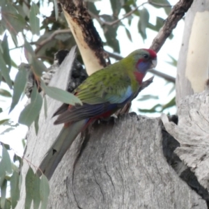 Platycercus elegans at Deakin, ACT - 9 Jan 2020