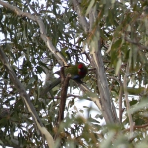 Platycercus elegans at Deakin, ACT - 9 Jan 2020 07:07 PM