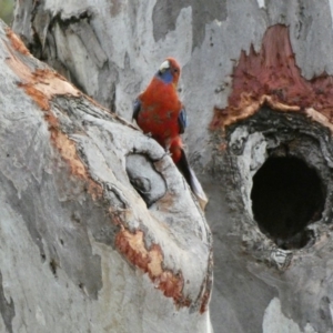 Platycercus elegans at Deakin, ACT - 9 Jan 2020