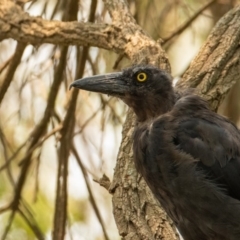 Strepera graculina (Pied Currawong) at ANBG - 11 Jan 2020 by b