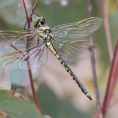 Hemicordulia tau (Tau Emerald) at Hawker, ACT - 9 Jan 2020 by AlisonMilton