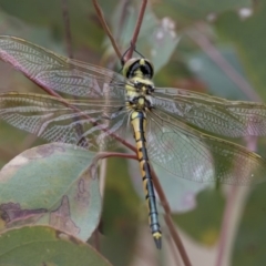 Hemicordulia tau at Hawker, ACT - 9 Jan 2020 11:13 AM