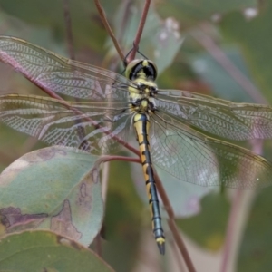 Hemicordulia tau at Hawker, ACT - 9 Jan 2020