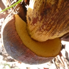 zz bolete at Aranda, ACT - 17 Feb 2012 11:05 AM