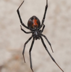 Latrodectus hasselti (Redback Spider) at Evatt, ACT - 6 Dec 2019 by TimL