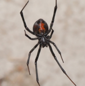 Latrodectus hasselti at Evatt, ACT - 6 Dec 2019 03:57 PM