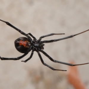 Latrodectus hasselti at Evatt, ACT - 6 Dec 2019