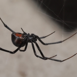 Latrodectus hasselti at Evatt, ACT - 6 Dec 2019