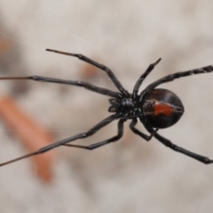 Latrodectus hasselti at Evatt, ACT - 6 Dec 2019