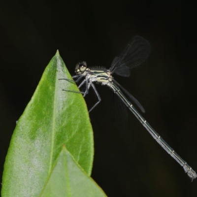 Austroargiolestes icteromelas (Common Flatwing) at Acton, ACT - 7 Dec 2019 by TimL