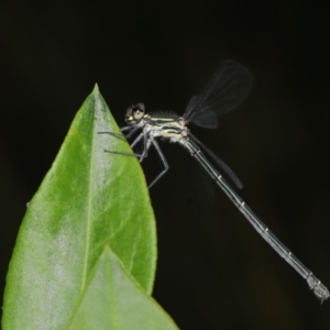 Austroargiolestes icteromelas at Acton, ACT - 8 Dec 2019