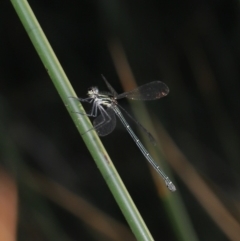 Austroargiolestes icteromelas at Acton, ACT - 8 Dec 2019