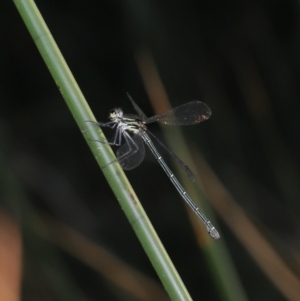 Austroargiolestes icteromelas at Acton, ACT - 8 Dec 2019