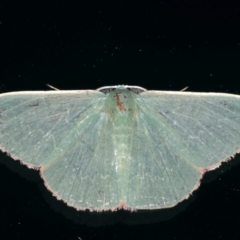 Prasinocyma semicrocea (Common Gum Emerald moth) at Ainslie, ACT - 10 Jan 2020 by jbromilow50