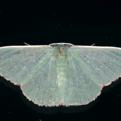 Prasinocyma semicrocea (Common Gum Emerald moth) at Ainslie, ACT - 10 Jan 2020 by jb2602