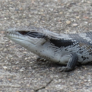 Tiliqua scincoides scincoides at Bega, NSW - 9 Jan 2020 11:28 AM