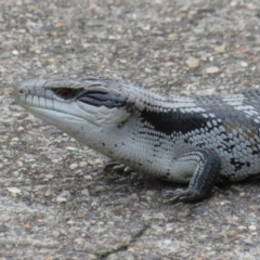 Tiliqua scincoides scincoides (Eastern Blue-tongue) at Bega, NSW - 9 Jan 2020 by RobParnell