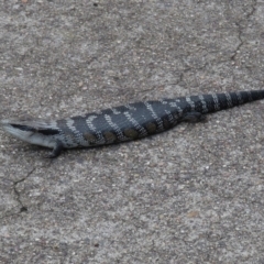 Tiliqua scincoides scincoides at Bega, NSW - 9 Jan 2020 11:28 AM