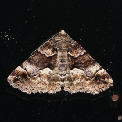 Gastrina cristaria (Wave-lined Geometrid) at Ainslie, ACT - 10 Jan 2020 by jb2602