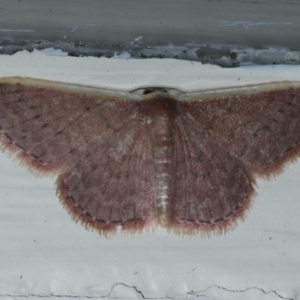 Idaea inversata at Ainslie, ACT - 10 Jan 2020