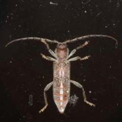 Phacodes personatus at Ainslie, ACT - 10 Jan 2020