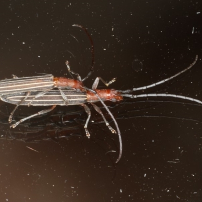 Syllitus rectus (Longhorn beetle) at Ainslie, ACT - 10 Jan 2020 by jbromilow50