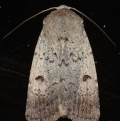 Proteuxoa tibiata (Horseshoe Noctuid) at Ainslie, ACT - 10 Jan 2020 by jb2602