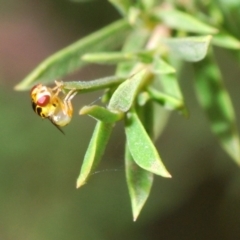 Chloropidae (family) (Frit fly) at Fyshwick, ACT - 9 Jan 2020 by Harrisi