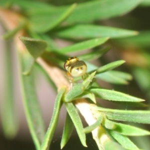 Chloropidae (family) at Fyshwick, ACT - 9 Jan 2020