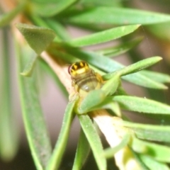 Chloropidae (family) at Fyshwick, ACT - 9 Jan 2020