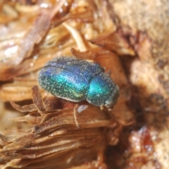 Eumolpinae (subfamily) (Unidentified Eumolpinae Leaf-beetle) at Bookham, NSW - 8 Jan 2020 by Harrisi