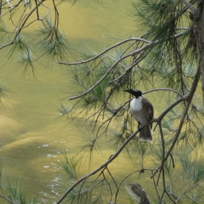 Philemon corniculatus (Noisy Friarbird) at Upper Nepean State Conservation Area - 22 Dec 2016 by JanHartog