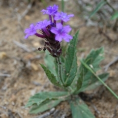 Verbena rigida (Veined Verbena) at Alpine, NSW - 24 Dec 2016 by JanHartog