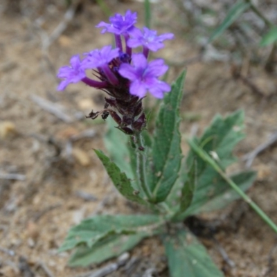 Verbena rigida (Veined Verbena) at Wingecarribee Local Government Area - 25 Dec 2016 by JanHartog