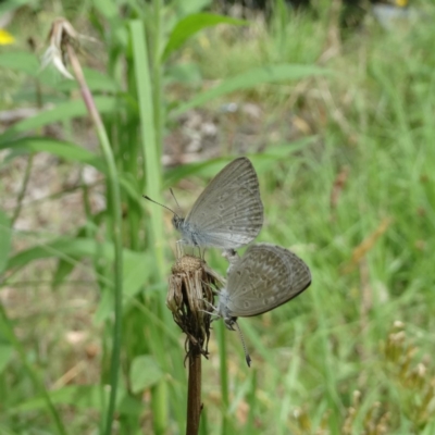 Zizina otis (Common Grass-Blue) at Alpine, NSW - 25 Dec 2016 by JanHartog