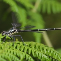 Austroargiolestes icteromelas (Common Flatwing) at ANBG - 7 Dec 2019 by TimL