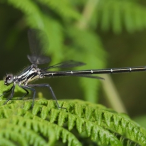 Austroargiolestes icteromelas at Acton, ACT - 8 Dec 2019