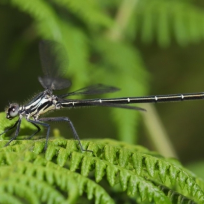 Austroargiolestes icteromelas (Common Flatwing) at Acton, ACT - 8 Dec 2019 by TimL