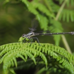 Austroargiolestes icteromelas at Acton, ACT - 8 Dec 2019