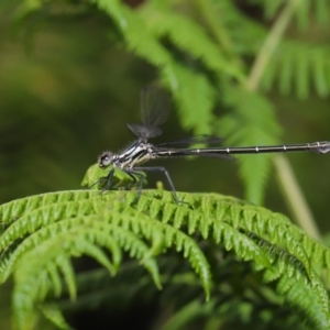 Austroargiolestes icteromelas at Acton, ACT - 8 Dec 2019 08:28 AM