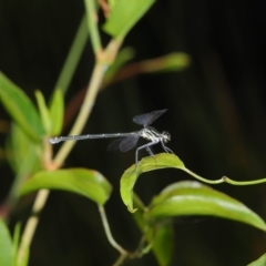 Austroargiolestes icteromelas at Acton, ACT - 8 Dec 2019