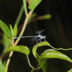 Austroargiolestes icteromelas at Acton, ACT - 8 Dec 2019 08:28 AM