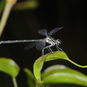 Austroargiolestes icteromelas at Acton, ACT - 8 Dec 2019