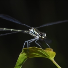 Austroargiolestes icteromelas at Acton, ACT - 8 Dec 2019 08:28 AM