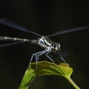 Austroargiolestes icteromelas at Acton, ACT - 8 Dec 2019