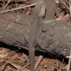 Intellagama lesueurii howittii (Gippsland Water Dragon) at Paddys River, ACT - 24 Dec 2019 by TimL